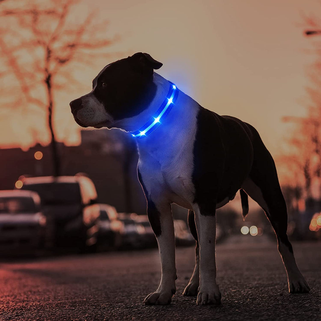 Led Dog Collar - Rechargeable, Water-Resistant, Flashing, Glowing Night Walking Collar